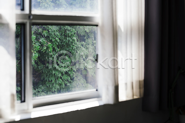 편안함 행복 휴식 사람없음 JPG 포토 나뭇잎 덩굴 식물 실내 창가 창문 커튼