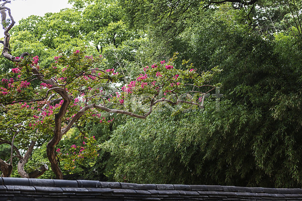 사람없음 JPG 포토 경기전 기와담장 나무 문화재 배롱나무 야외 여행 전주 전주한옥마을 주간 풍경(경치) 한국전통