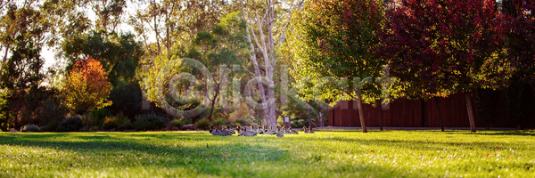 자유 사람없음 JPG 포토 해외이미지 가족 계절 그룹 깃털 나무 날개 닫기 동물 동물상 모션 밭 벽 봄 부리 새벽 서기 시골 야생동물 야외 여름 여행객 일출 자연 작음 잔디 조류 줄서기 초록색 컬러풀 특징 풍경 해외포토 햇빛 환경 휴양지