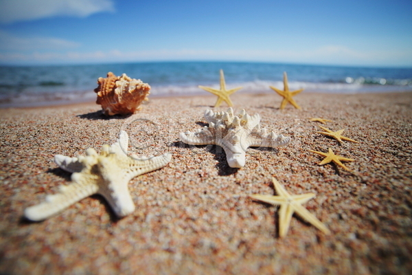 사람없음 JPG 포토 해외이미지 모래 불가사리 소라 야외 여름(계절) 주간 해변