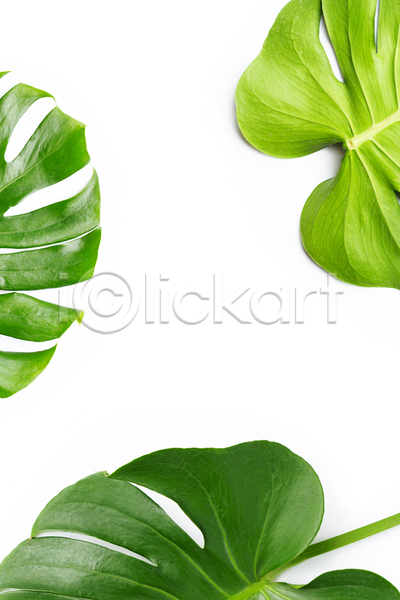사람없음 JPG 포토 해외이미지 몬스테라 세개 실내 열대잎 흰배경