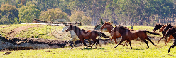 자유 군중 사람없음 JPG 포토 해외이미지 갈기 그룹 농장 달리기 동물 레이싱 목장 무료 빛 서쪽 속도 승마 시골 아침 야외 요금 자연 잡기 추적 포유류 해외포토 햇빛 호주 힘