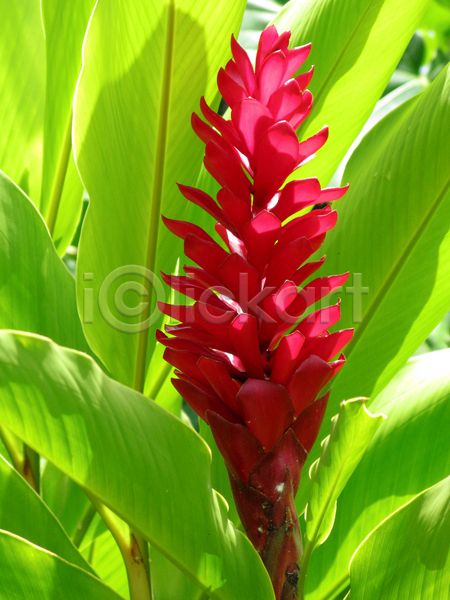 사람없음 JPG 포토 해외이미지 깃털 꽃 말레이시아 분홍색 빨간색 생강 식물 여왕 왕 원뿔 응시 이국적 자연 초록색 타조 흰색