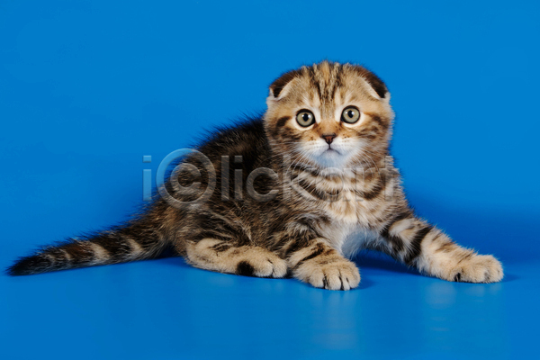 귀여움 사람없음 JPG 포토 해외이미지 고양이 반려동물 반려묘 새끼 스코티시폴드 실내 엎드리기 응시 파란배경 한마리