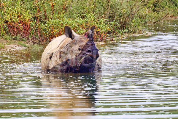 보호 사람없음 JPG 포토 해외이미지 국립공원 네팔 다양 동물 동물상 목욕 무료 보호구역 생물학 생태계 생태학 서식지 숲 습지 아시아 야생동물 자연 젖음 초록색 코뿔소 환경