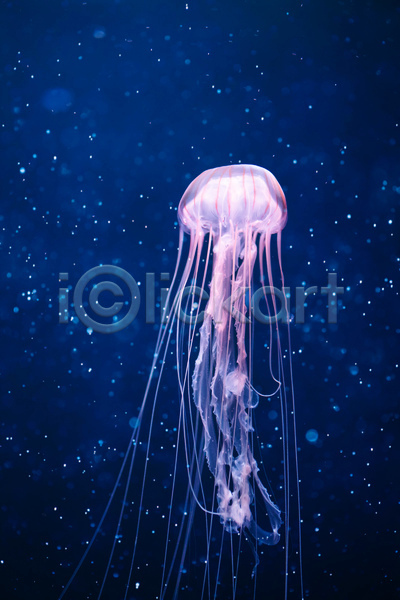 사람없음 JPG 포토 해외이미지 바닷속 분홍색 수중동물 자포동물 한마리 해파리