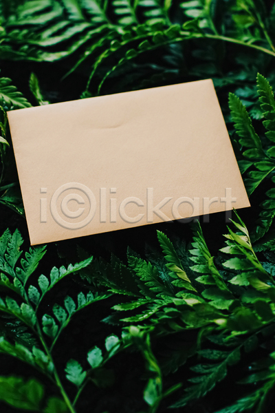 사람없음 JPG 포토 해외이미지 목업 잎 카드(감사) 카피스페이스 편지지