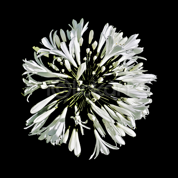 만족 사람없음 JPG 포토 해외이미지 1 개화 검은배경 꽃 꽃무늬 꽃잎 내추럴 미니멀 방사형 백그라운드 벚꽃 스타일 식물 어둠 자연 정사각형 정원 흰색