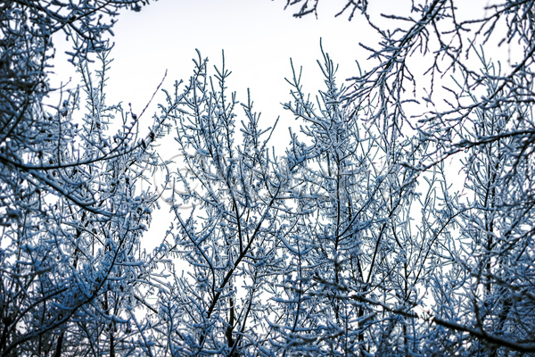 사람없음 JPG 포토 해외이미지 겨울 겨울풍경 나뭇가지 상고대 야외 주간 풍경(경치) 하늘