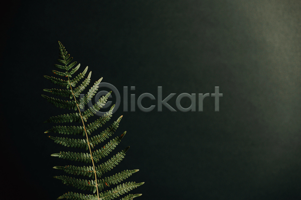 사람없음 JPG 포토 해외이미지 검은색 백그라운드 실내 양치식물 잎 풀(식물)