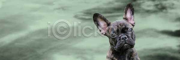 기쁨 달콤 행복 호기심 사람없음 아기 JPG 포토 해외이미지 1 갈색 강아지 개 검은색 경보 동물 반려동물 불독 새끼 앉기 얼굴 응시 작음 정원 주름 초록색 친절 카피스페이스 포즈 프랑스어 하늘 해외포토 황소 흰색