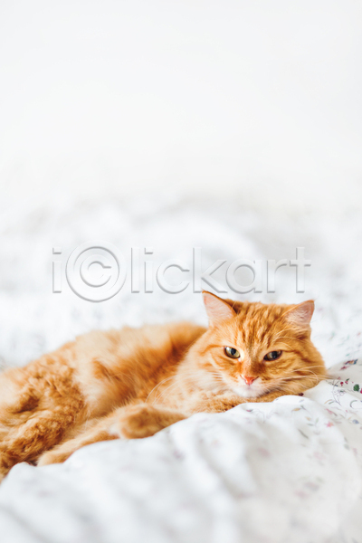 사람없음 JPG 포토 해외이미지 고양이 낮잠 반려동물 반려묘 시트 실내 이불 침대 한마리 햇빛
