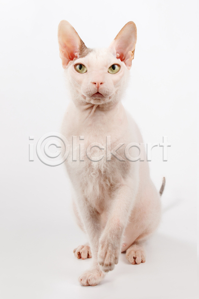 귀여움 사람없음 JPG 포토 해외이미지 고양이 반려동물 반려묘 손들기 스핑크스고양이 실내 앉기 한마리 흰배경