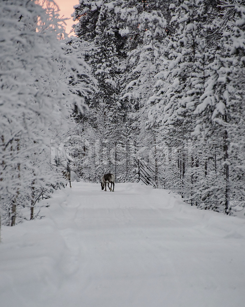 사람없음 JPG 포토 해외이미지 겨울 눈덮임 사슴 숲 야생동물 야외 유럽 주간 풍경(경치) 핀란드 한마리