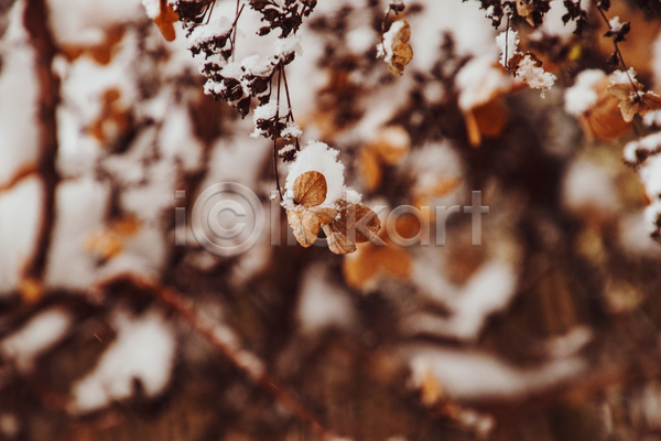 떨어짐 추위 사람없음 JPG 포토 해외이미지 1월 2월 겨울 계절 꽃 꽃잎 날씨 시들음 식물 얼음 자연 정원 흰색