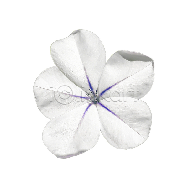 순수 사람없음 JPG 포토 해외이미지 1 고립 꽃 꽃무늬 꽃잎 내추럴 백그라운드 봄 식물 여름(계절) 자연 정원 흰색