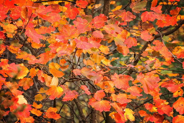 사람없음 JPG 포토 해외이미지 가을(계절) 가을풍경 단풍 단풍나무 백그라운드 빨간색 야외 자연 주간 풍경(경치)