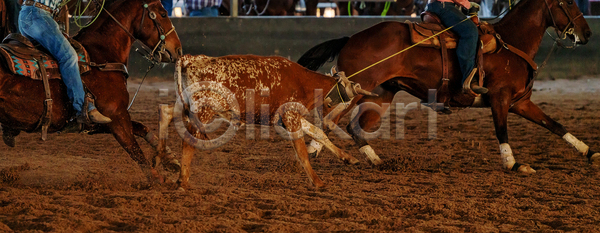경쟁 위험 남자 사람없음 JPG 포토 해외이미지 가축 거친 경기장 달리기 동물 라이더 로데오 먼지 모션 목 목장 밧줄 서쪽 소 속도 송아지 스포츠 승마 승차 운전 이벤트 잡기 카우보이 포즈 해외포토 호주 황소