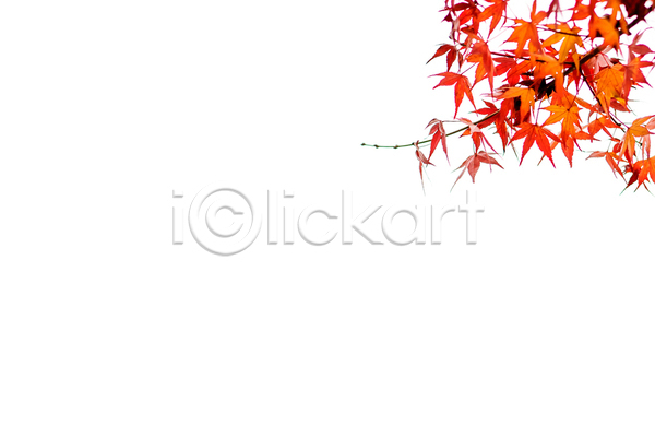 사람없음 JPG 포토 해외이미지 가로 가을(계절) 나무 나뭇가지 단풍 빨간색 식물 일본 잎 자르기 질감 컬러풀 흰배경
