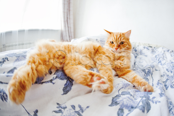 사람없음 JPG 포토 해외이미지 고양이 반려동물 반려묘 방 시트 실내 안락 이불 침대 침실 한마리 햇빛