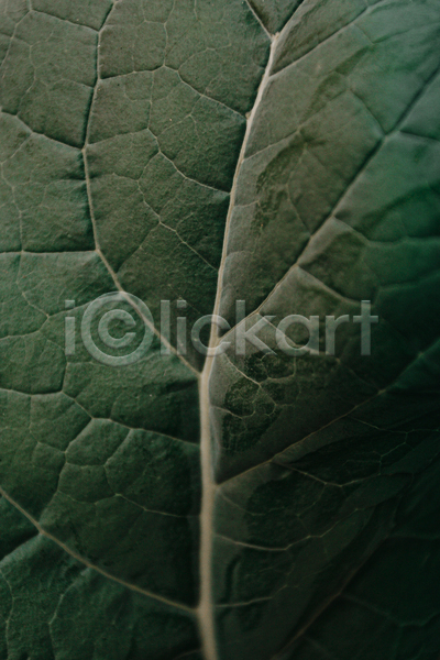사람없음 JPG 근접촬영 포토 해외이미지 백그라운드 잎 잎맥 자연 초록색 풀(식물)
