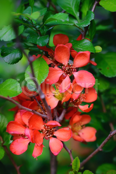 사람없음 JPG 포토 해외이미지 개화 계절 꽃 꽃무늬 나무 내추럴 백그라운드 봄 빨간색 식물 야외 일본 잎 자연 정원 초록색 컬러풀