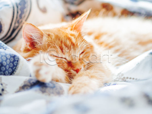 휴식 사람없음 JPG 포토 해외이미지 고양이 낮잠 반려동물 반려묘 시트 실내 이불 침대 한마리 햇빛