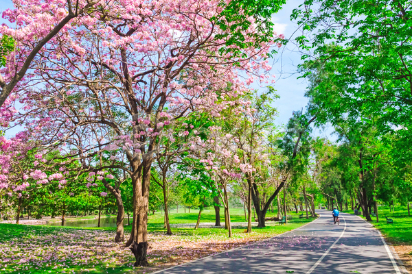 사람없음 JPG 포토 해외이미지 공원 나무 방콕 벚꽃 봄 산책로 야외 자연 주간 태국 풍경(경치)
