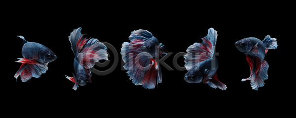 고급 분노 우아함 이동 남자 사람없음 JPG 옆모습 포토 해외이미지 각도 검은색 고립 그룹 동물 모션 모음 미술 백그라운드 벽지 빨간색 수영 싸움 어류 얼굴 의식 이국적 자르기 지느러미 컬러풀 클리핑패스 포즈 해외포토 회색 흰색