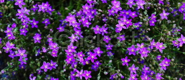 신선 우아함 사람없음 JPG 포토 해외이미지 계절 꽃 꽃무늬 내추럴 들꽃 많음 배너 백그라운드 벚꽃 벽지 식물 야외 자연 작음 정원 초록색 포르투갈 해외포토