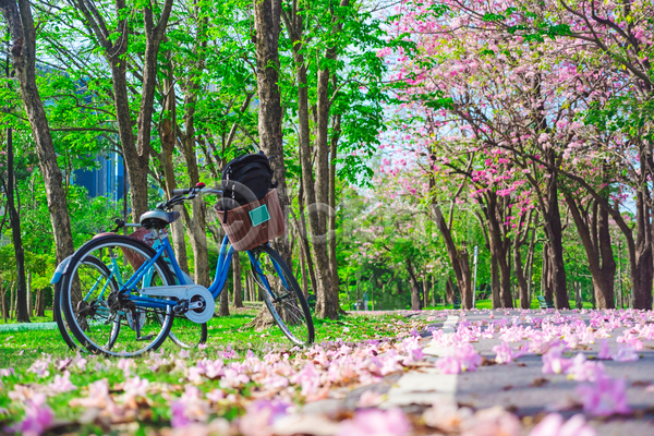 사람없음 JPG 소프트포커스 포토 해외이미지 공원 나무 방콕 벚꽃 봄 야외 자연 자전거 주간 태국 풍경(경치)