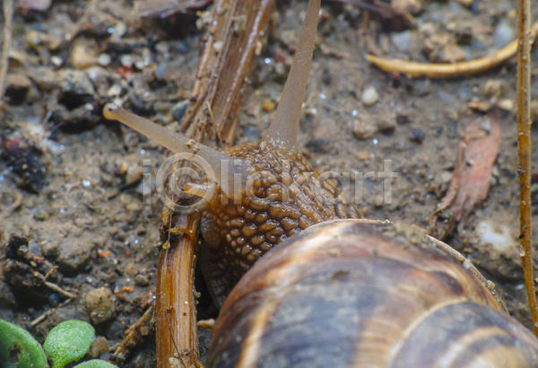 사람없음 JPG 근접촬영 포토 해외이미지 달팽이(동물) 땅 머리 야외 주간 한마리