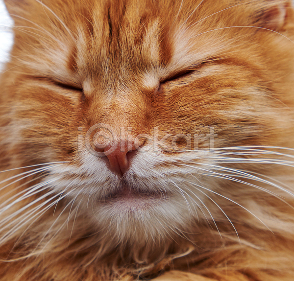 귀여움 사람없음 JPG 근접촬영 포토 해외이미지 갈색 고양이 눈감음 반려동물 반려묘 얼굴 한마리