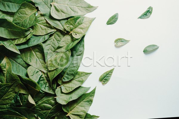 사람없음 JPG 포토 해외이미지 백그라운드 실내 잎 초록색 풀(식물) 흰색