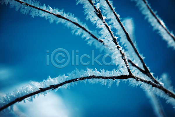 사람없음 JPG 근접촬영 아웃포커스 포토 해외이미지 겨울 겨울풍경 나뭇가지 상고대 야외 주간 풍경(경치)