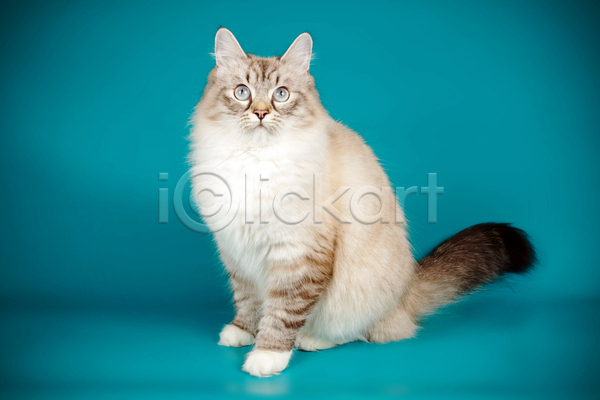 사람없음 JPG 포토 해외이미지 고양이 네바마스커레이드 반려동물 파란색 한마리