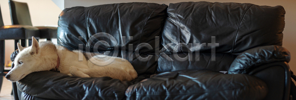 사랑 피곤 행복 사람없음 성인 JPG 포토 해외이미지 가구 가로 가족 강아지 개 검은색 기르기 동물 머리 반려동물 반사 북극 서점 소파 솜털 송곳니 쌓기 알래스카 얼굴 유래 잠 주택 책장 침대 카메라 카피스페이스 털 포옹 해외포토 회원