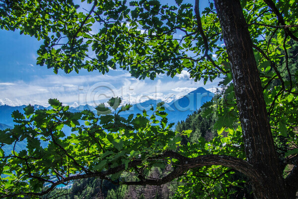 고요 성장 사람없음 JPG 로우앵글 포토 해외이미지 나무 나뭇가지 산 숲 야외 잎 자연 파란색 풍경(경치) 하늘