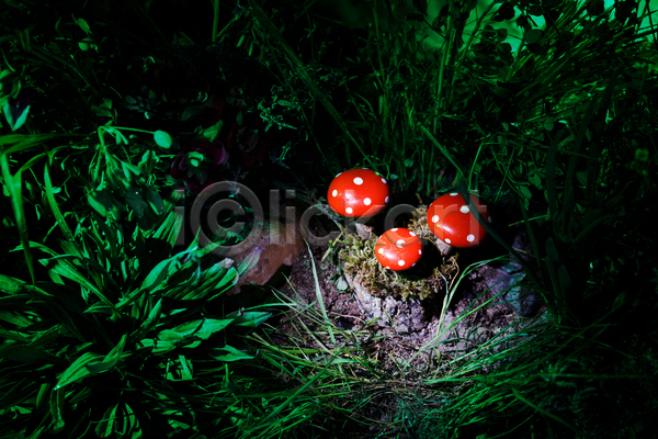 사람없음 JPG 근접촬영 포토 해외이미지 버섯 숲속 야외 자연 잔디 주간