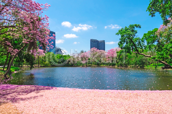 사람없음 JPG 포토 해외이미지 건물 공원 나무 도시 물 방콕 벚꽃 봄 야외 자연 주간 태국 풍경(경치) 하늘 호수