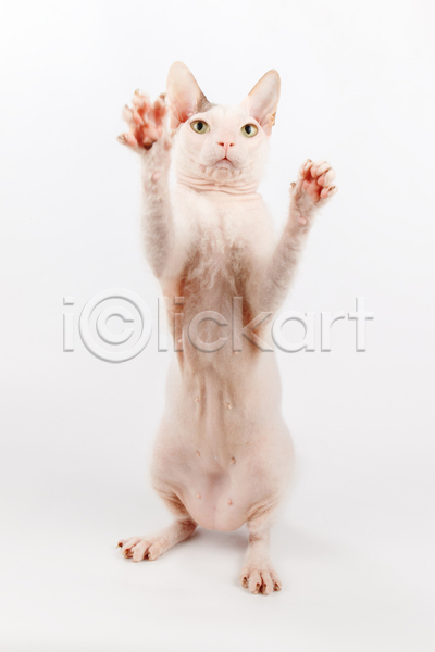 귀여움 사람없음 JPG 포토 해외이미지 고양이 반려동물 반려묘 서기 손들기 스핑크스고양이 실내 한마리 흰배경