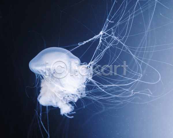 사람없음 JPG 포토 해외이미지 바닷속 수중동물 자포동물 한마리 해파리 흰색
