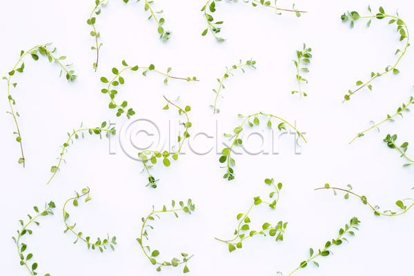 신선 사람없음 JPG 포토 해외이미지 백그라운드 오브젝트 유기농 풀(식물) 향신료 흰배경