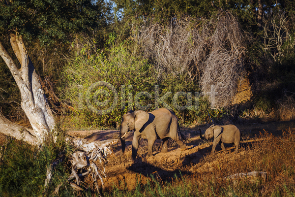 보호 사람없음 여자 JPG 포토 해외이미지 2 가로 걷기 관광지 국립공원 남아프리카 동물 멸종위기 모션 보츠와나 보호구역 사파리 새끼 새벽 송아지 아프리카 야생동물 엄마 자연 코끼리 포유류 황무지 황혼