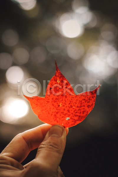 신체부위 JPG 아웃포커스 포토 해외이미지 가을(계절) 가을풍경 단풍 들기 손 야외 주간 풍경(경치)