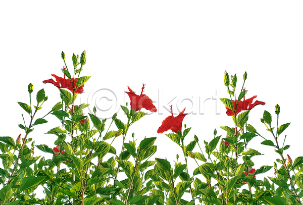 활발 사람없음 JPG 포토 해외이미지 개화 고립 꽃 꽃무늬 꽃잎 내추럴 디자인 백그라운드 벚꽃 봄 빨간색 식물 여름(계절) 이국적 잎 자르기 자연 정원 초록색 흰배경 히비스커스