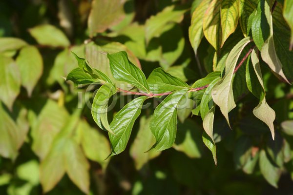 사람없음 JPG 포토 해외이미지 가을(계절) 관목 닫기 식물 야외 잎 자연 정원 초록색