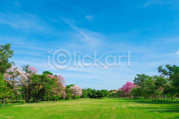 사람없음 JPG 포토 해외이미지 공원 나무 방콕 벚꽃 봄 야외 자연 주간 초원(자연) 태국 풍경(경치) 하늘