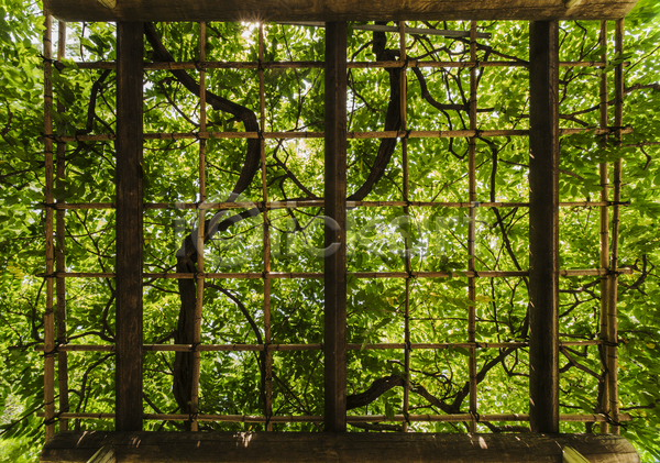 평화 사람없음 JPG 포토 해외이미지 광선 국립공원 그림자 나무 도쿄 목재 백그라운드 봄 사진촬영 식물 아침 야외 여름(계절) 일본 잎 자연 정사각형 정원 조경 초록색 컬러풀 태양 패턴