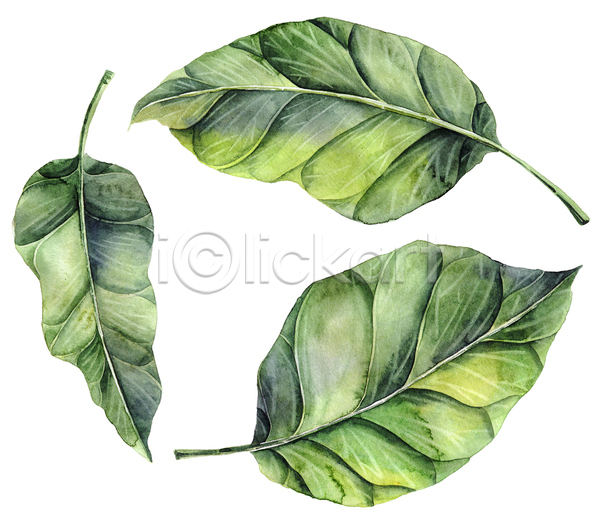 동양인 사람없음 JPG 일러스트 해외이미지 그림 번짐 붓터치 수채화(물감) 식물 잎
